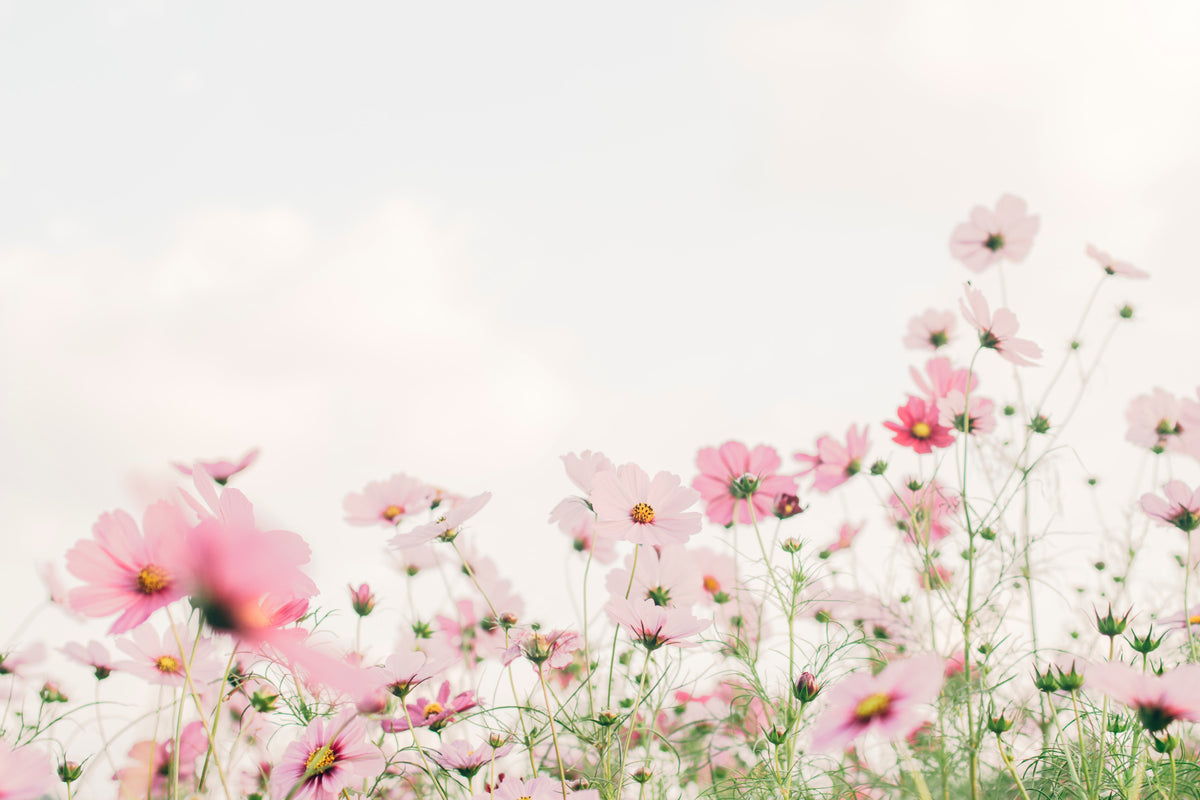 Spring flower background